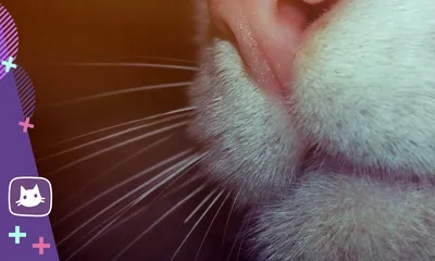 Плоскоклеточный рак верхней челюсти с ороговением у кошки во рту: лечение