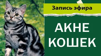 Подбородок у кота - картинки и фото koshka.top