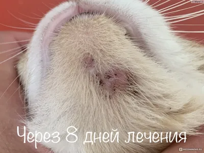 На трассе в Новосибирской области пропал кот с акне на подбородке - KP.RU