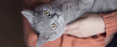Акне у кошек: как и чем лечить + фото
