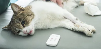 Лечение вирусного энтерита у кошек: симптомы, признаки