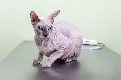 Акне у кошек, лечение в клинике Живаго