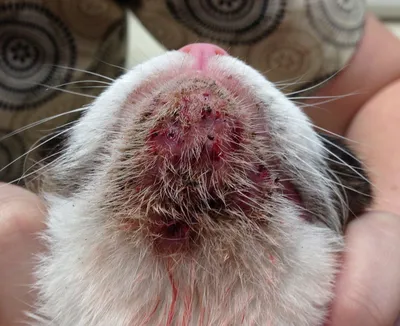 Акне у кошек и собак: на теле, спине, подбородке, морде, ухе. Лечение акне  в ветеринарной клиники Bonita