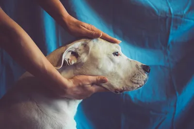 Аллергия у собак - признаки, симптомы и диета
