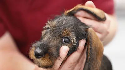 Нарост шишка на спине у собаки - вопрос Ветеринару Дерматологу