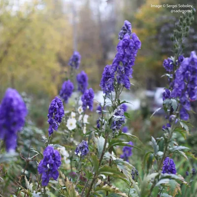 Борец (аконит, Aconitum) — желанный, синий и ядовитый в моём саду. | Сад в  город! | Дзен