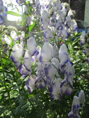Аконит синий (Aconitum caeruleum) - купить саженцы в Минске и Беларуси