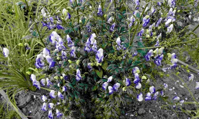 Цветя аконит или Napellus аконита с голубыми цветками Стоковое Фото -  изображение насчитывающей летели, кровопролитное: 138145272