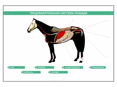 Профилактика лейкоза крупного рогатого скота | Российский аграрный портал