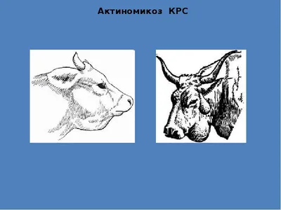 КРС—Крупный Рогатый Скот | Молочные породы КРС Мясные породы КРС: болезни  разведение содержание КРС | Овцы Козы Оборудование вет.станки «Шипмастер»  МРС | Планы проекты автоматизация ферм | Овцеводство Козоводство  Животноводство Сельхоз | Дзен