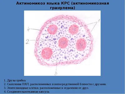 Купить ветеринарные препараты для коров оптом и в розницу | Компания  «Бионит»