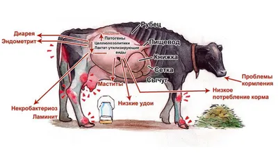 Лечение актиномикоза КРС | Знай ферму | Дзен