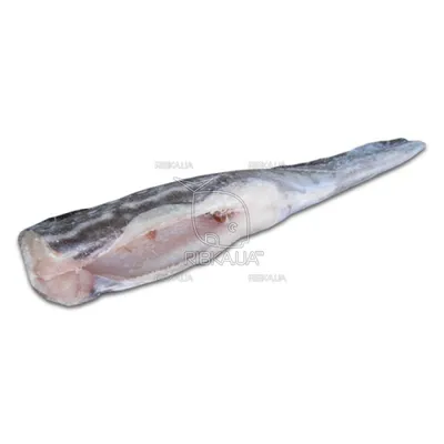 Акула-призрак темная с/м (до 0,5 кг) купить по выгодным ценам в Киеве,  заказать Рыба онлайн в интернет магазине морепродуктов ribka.ua