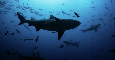 Ученые выяснили, зачем рыбы преследуют своих заклятых врагов – акул