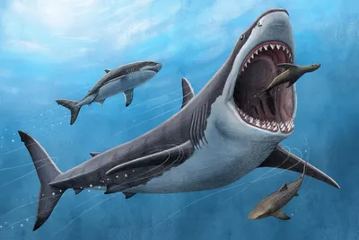 Акулы: хищницы в океане» — создано в Шедевруме