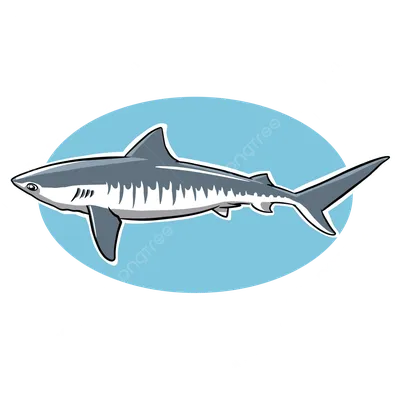 великая белая акула большая рыба-хищник кархародон кархарии величественная  агрессивная акула глубокий голубой океан Иллюстрация штока - иллюстрации  насчитывающей ангстрома, одичало: 274997937