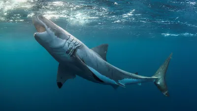 Китовая акула ест рыбу и питается в водах открытого океана. подводный  снимок плавания с открытым ртом. | Премиум Фото