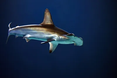 белая акула плавает с открытой мордой, белая акула, акула, рыбы фон  картинки и Фото для бесплатной загрузки