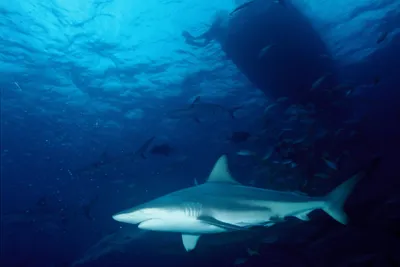 Не болеют раком и никогда не спят: 12 мифов об акулах, в которые не стоит  верить - Лайфхакер
