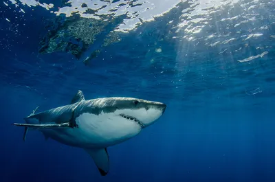 Большая акула плывёт на фоне стаи рыб — Фото на аву | Большая белая акула,  Акула, Животные