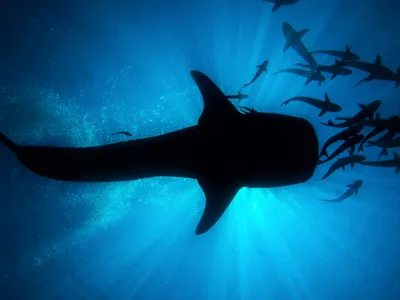 Является ли акула млекопитающим? Ответы на самые часто задаваемые вопросы  об акулах