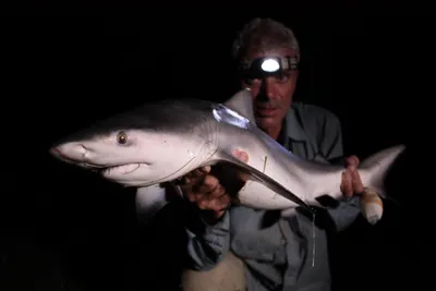 В Канаде поймали самую большую акулу - фото и видео хищной рыбы