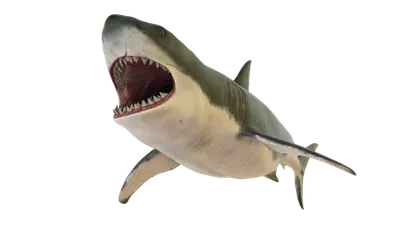 Есть ли у акулы кости и сколько их?. На русском Discovery Channel началась  «Неделя акул»