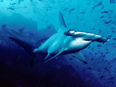 Гигантские акулы на пляже в Ирландии | Пикабу