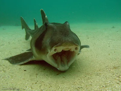 Рогатая акула: Рыба с очень большими странностями | Книга животных | Дзен