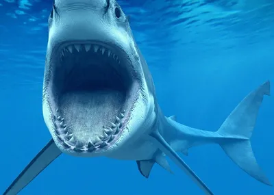 Акулы Средиземноморья: бояться или нет? — TheNewCrete