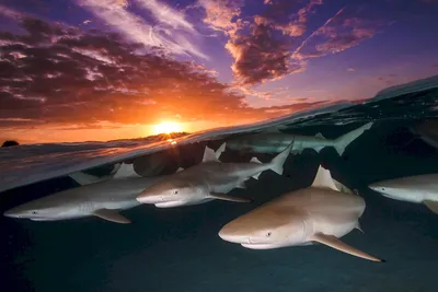 Океанариум Ялта - Белая акула в Чёрном море Заблуждение №1 - Белой акуле  неоткуда здесь появиться Здесь мы повторяем, как мантру, следующий факт: в  водах Средиземного моря насчитывается около 47 видов акул,