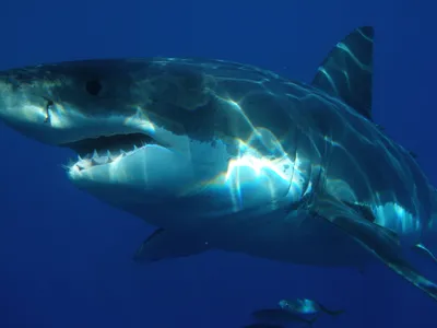 Акулы в Азовском море: водятся ли здесь акулы и откуда эти слухи? | Пикабу