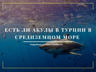 FishingBooker: Опасные акулы: самые смертельные хищники морей