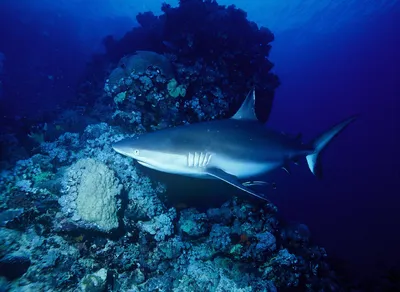 Знакомьтесь: акулы, которых можно встретить у берегов Кипра - Блоги Кипра