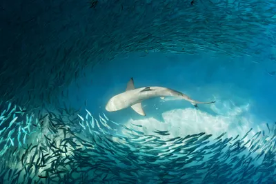 Акулы в Средиземном море - 69 фото