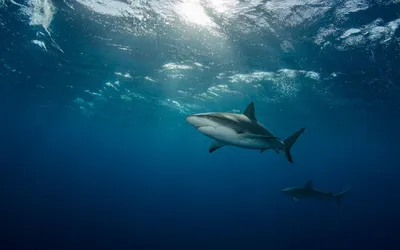 В Египте заявили о безопасности моря после новостей об атаке акулы на  дайвера: Мир: Путешествия: Lenta.ru