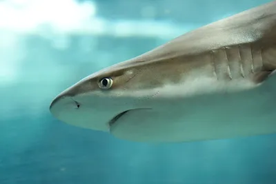 Пять самых распространённых акул Средиземного моря, представляющих  опасность для человека | Океан жизни | Дзен