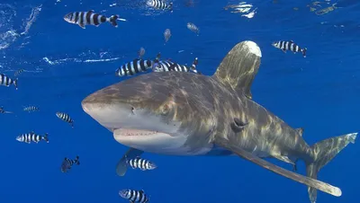 Ихтиолог объяснил, откуда в Красном море взялись агрессивные акулы | 360°