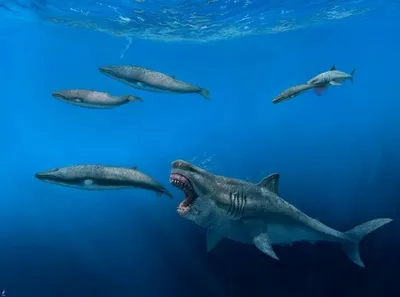 Нападения акул в Шарм-эш-Шейхе (2010) — Википедия