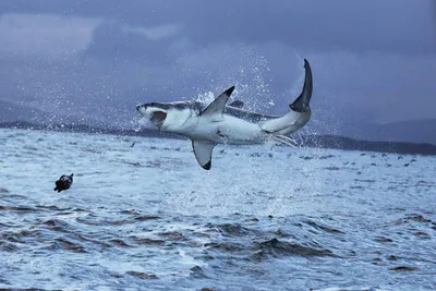 На курорте Красного моря акула выпрыгнула из воды и откусила пятку туристу  (видео) ▸ Amur.Life