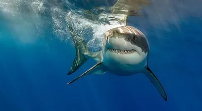 Самая большая акула в красном море - 67 фото