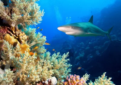 Бывают ли в Красном море действительно опасные акулы, или это все байки.  Открываю правду | 51 Меридиан | Дзен