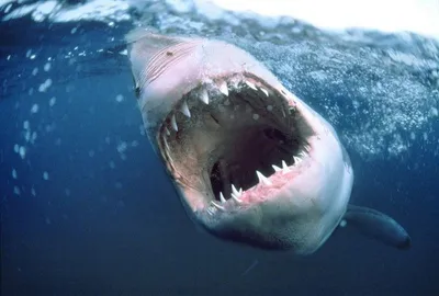 Защитные сети от акул есть только у 7% отелей Египта. Безопасно ли ехать на Красное  море | Ямал-Медиа