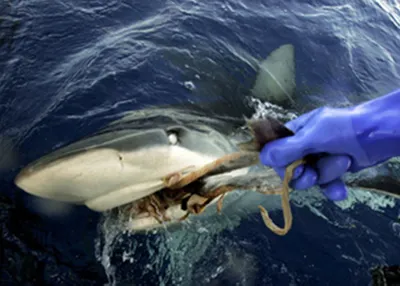 Убившая россиянина акула ранее уже нападала на туристов в прошлом и  позапрошлом годах | Туристические новости от Турпрома