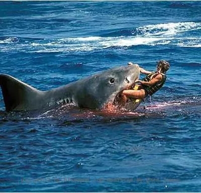 В Египте выясняют обстоятельства нападения акулы на туристов - РИА Новости,  27.10.2020