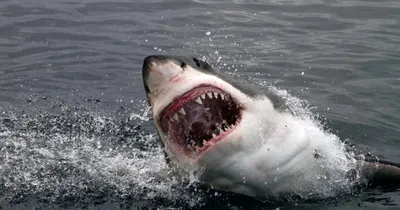 Экологи обеспокоены массовым уничтожением акул в Красном море -  Korrespondent.net