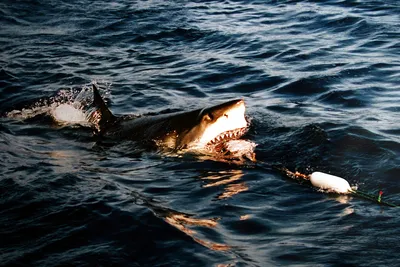 Египетские власти предупреждают туристов об опасности акул Красного моря |  25.09.2016 | Владивосток - БезФормата
