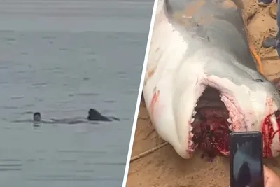 В Красном море акула выпрыгнула из воды и откусила пяту парапланеристу –  видео