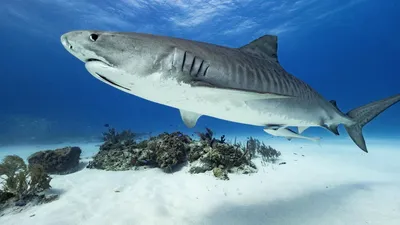 Китовая акула появилась в акватории Красного моря | Go Travel