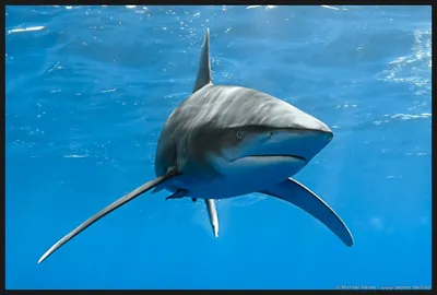 Белая акула в Красном море | ИСРАГЕО